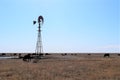 Cattle graze near windmill on high plains