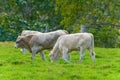 Cattle grazing