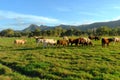 Cattle grazing Royalty Free Stock Photo