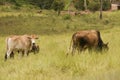 Cattle Grazing Royalty Free Stock Photo