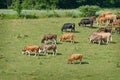 Cattle Grazing