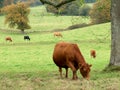 Cattle Grazing Royalty Free Stock Photo