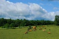 Cattle grazing Royalty Free Stock Photo