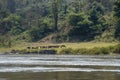 Cattle grazing on the banks of the river Royalty Free Stock Photo