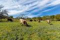 Texas cattle grazing