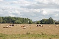 Cattle grazing in the British summertime countryside.