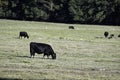 Cattle grazing drought stricken pasture