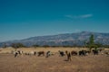 Cattle grazing on dry land with mountains in the background in the state of Hidalgo Royalty Free Stock Photo