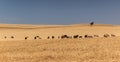 Cattle grazing on dry meadow. South Australia.