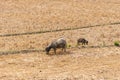 Cattle grazing on dry pasture in Laos Royalty Free Stock Photo