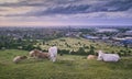 Cattle grazing in Dunstable Blows Downs - late afternoon light Royalty Free Stock Photo