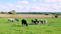 Cattle Grazing on Farmland Royalty Free Stock Photo