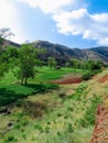 Cattle grazing field Royalty Free Stock Photo