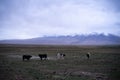 Cattle grazing in the field against the snow-capped mountai Royalty Free Stock Photo