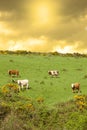 Cattle grazing in a field on a hill Royalty Free Stock Photo