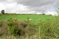 Cattle grazing in an Irish field on a hill Royalty Free Stock Photo