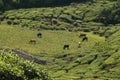 cattle grazing in field surrounded with tea garden in kerala Royalty Free Stock Photo
