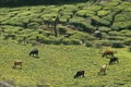 cattle grazing in field surrounded with tea garden in kerala Royalty Free Stock Photo