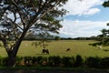 Cattle grazing field in tropical climate. Colombia. Royalty Free Stock Photo