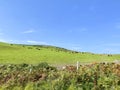 Cattle in fields around Castletown and the coast, Isle of Man Royalty Free Stock Photo