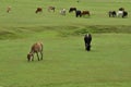 Cattle Grazing Fresh Green Grass in Himalayan Hills