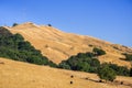 Cattle grazing on the golden hills of Mission Peak Preserve Royalty Free Stock Photo