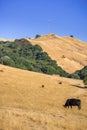Cattle grazing on the golden hills of Mission Peak Preserve Royalty Free Stock Photo