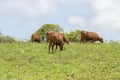 Cattle Grazing In Grassy Pasture