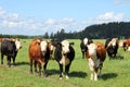 Cattle grazing on green farmland