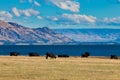 Cattle grazing at Hawea Lake, Southern Alps, NZ