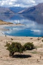 Cattle grazing on the land surrounding Lake Hawea Royalty Free Stock Photo