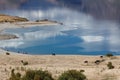 Cattle grazing on the land surrounding Lake Hawea Royalty Free Stock Photo