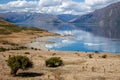 Cattle grazing on the land surrounding Lake Hawea Royalty Free Stock Photo