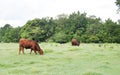 Small farm cows and bull grazing Royalty Free Stock Photo