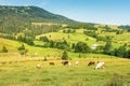 Cattle grazing meadow in mountains