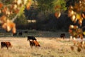 Cattle Grazing, Merritt, British Columbia Royalty Free Stock Photo