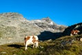 Cattle grazing on Moelltaler glacier in the High Tauern Alps in Carinthia, Austria, Europe. High altitude farming in Hohe Tauern