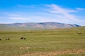 Cattle grazing on a Mongolian grassland steppe Royalty Free Stock Photo