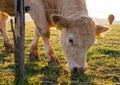 Cattle grazing at the morning pasture. Royalty Free Stock Photo