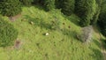 Cattle grazing on mountain pasture