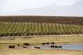 Cattle grazing near water supply Riebeek Kasteel S Africa South Africa