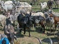 Cattle grazing in open ground near pond hinglaj village near Idar Sabarkantha Gujarat Royalty Free Stock Photo