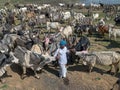 Cattle grazing in open ground near pond hinglaj village near Idar Sabarkantha Gujarat Royalty Free Stock Photo