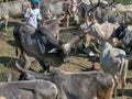 Cattle grazing in open ground near pond hinglaj village near Idar Sabarkantha Gujarat Royalty Free Stock Photo