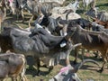 Cattle grazing in open ground near pond hinglaj village near Idar Sabarkantha Gujarat Royalty Free Stock Photo