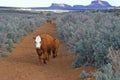 Cattle grazing, open range farming, UT