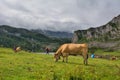 Cattle grazing in a pasture in a mountainous area on a cloudy day