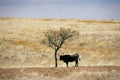 Cattle Grazing on Prairie Spring Grass Royalty Free Stock Photo