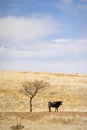 Cattle Grazing on Prairie Spring Grass Royalty Free Stock Photo