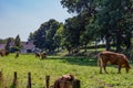 Cattle grazing quietly on a farm with green grass, trees and a fence with wooden posts and barbed wire Royalty Free Stock Photo